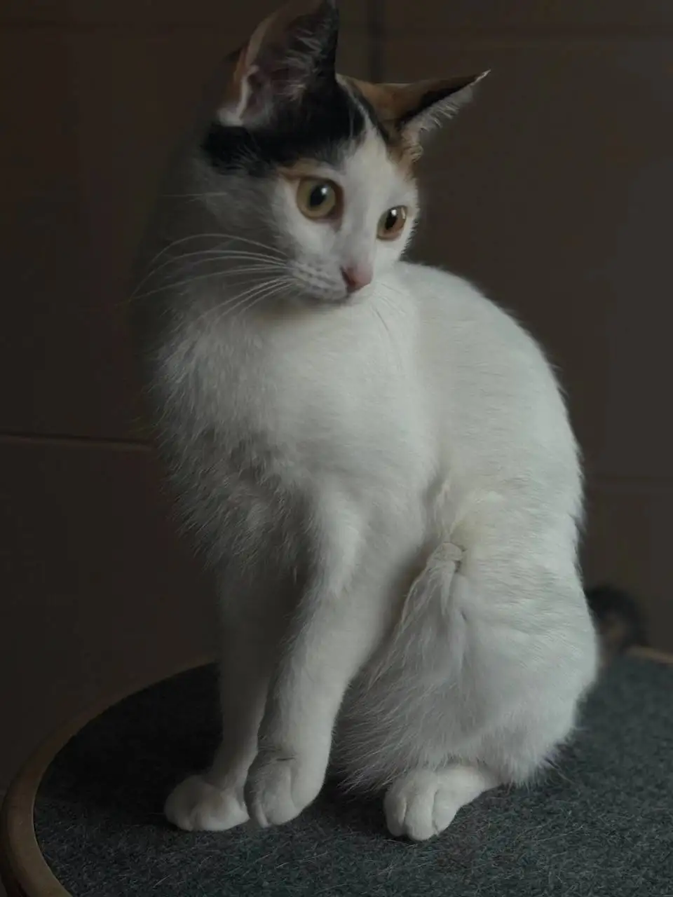 Отдам кошку в добрые руки - Кошки (Животные) в Чита