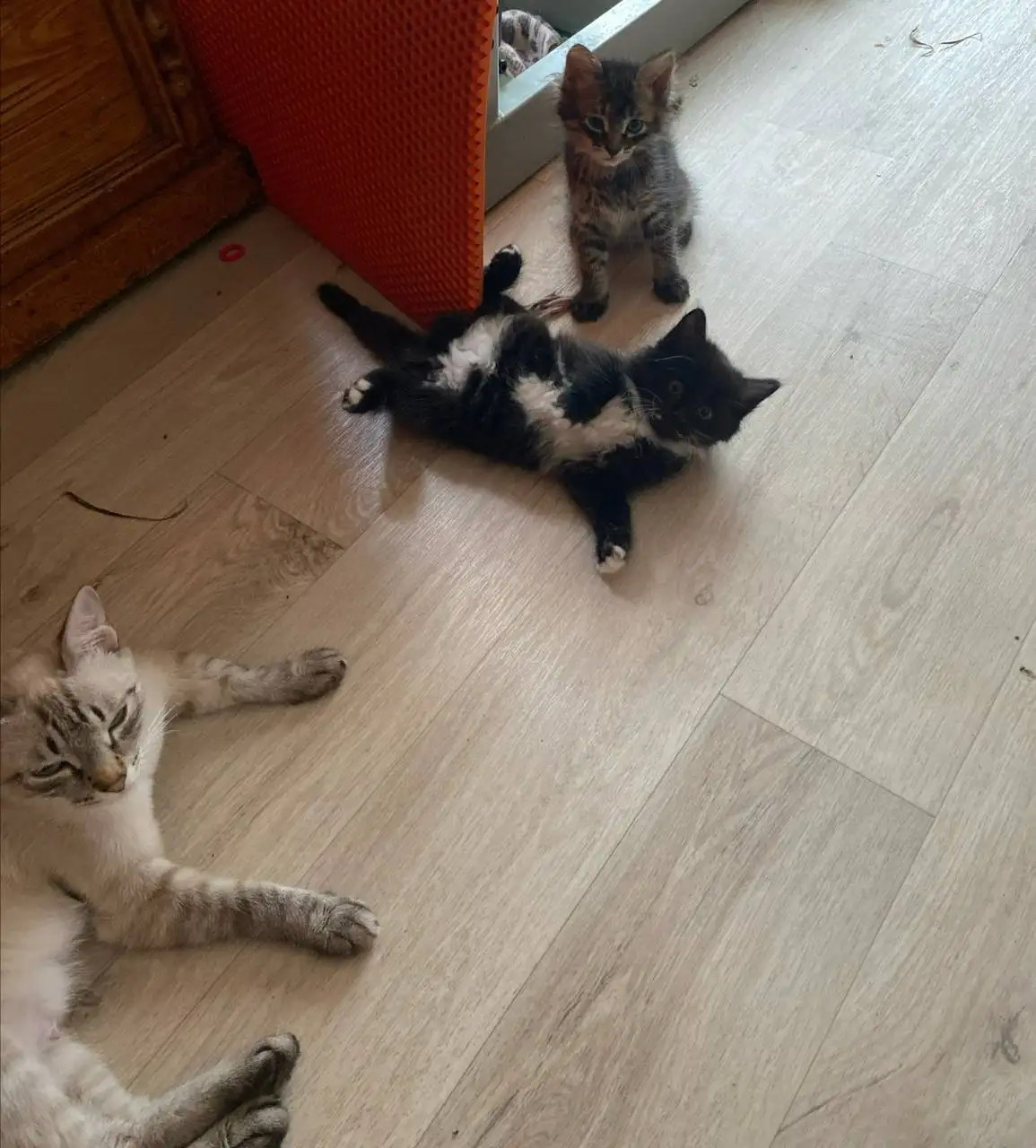 Отдам котят 2 месяца - Кошки (Животные) в Чита