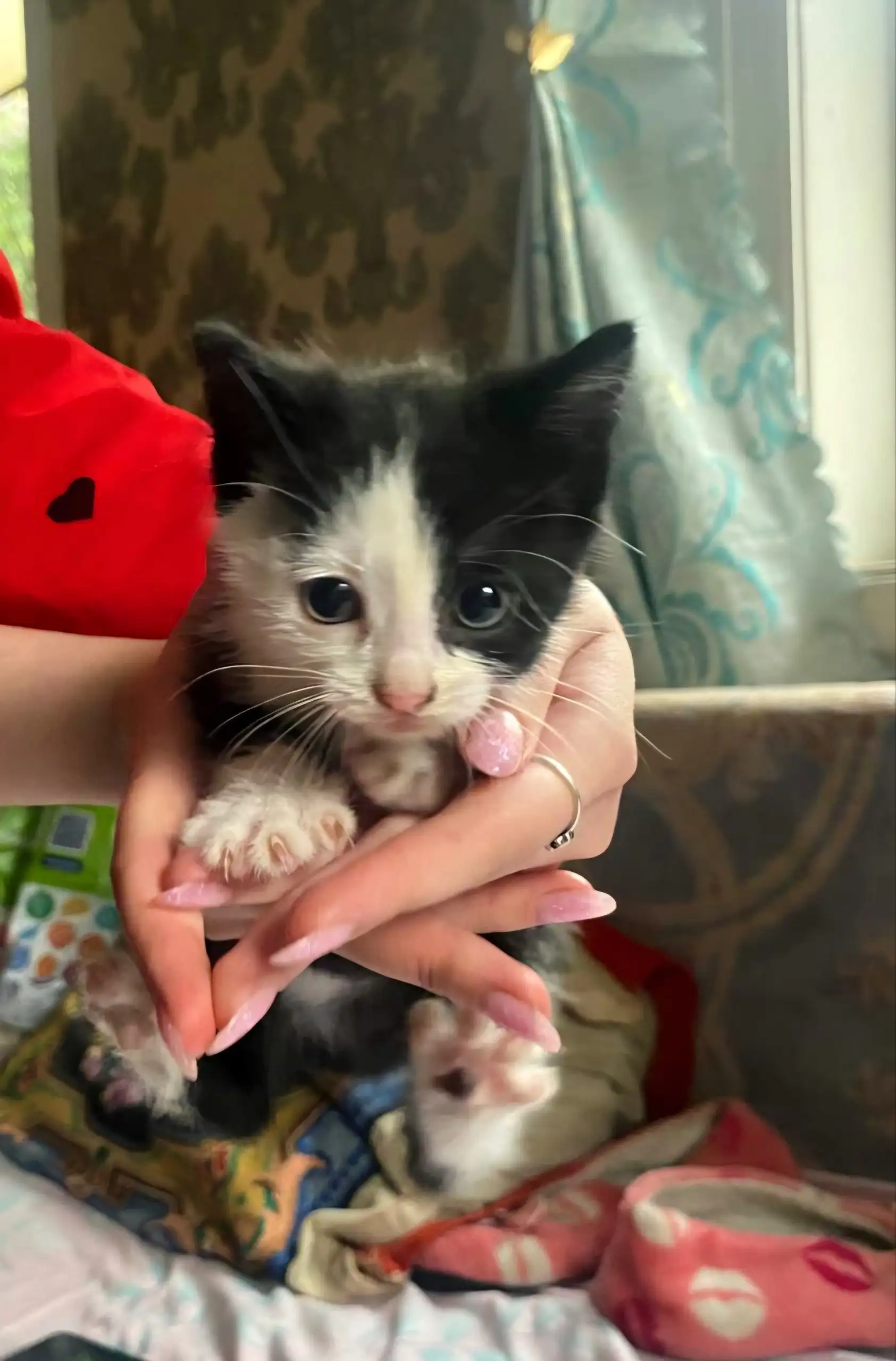 Котята в добрые руки - Кошки (Животные) в Чита
