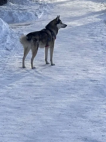 Пропавшая собака в районе гортеатра - Животные в Магнитогорск