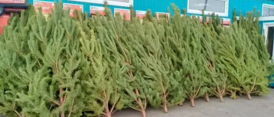 Продажа живых елок с доставкой