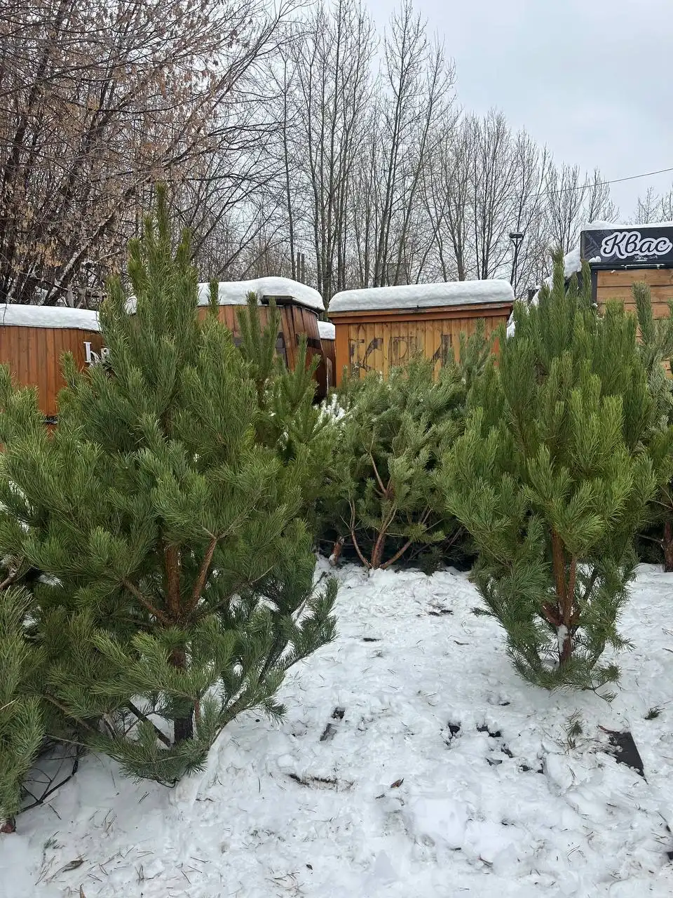 Новогодние сосны для самовывоза в Казани