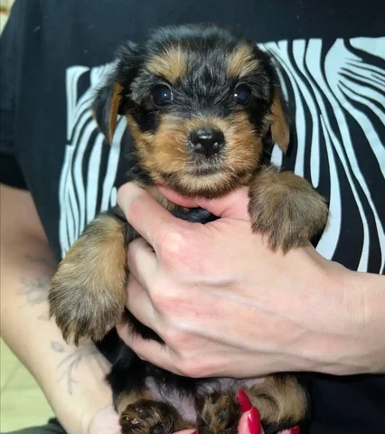 Щенки Йоркширского терьера девочки - Животные в Казань