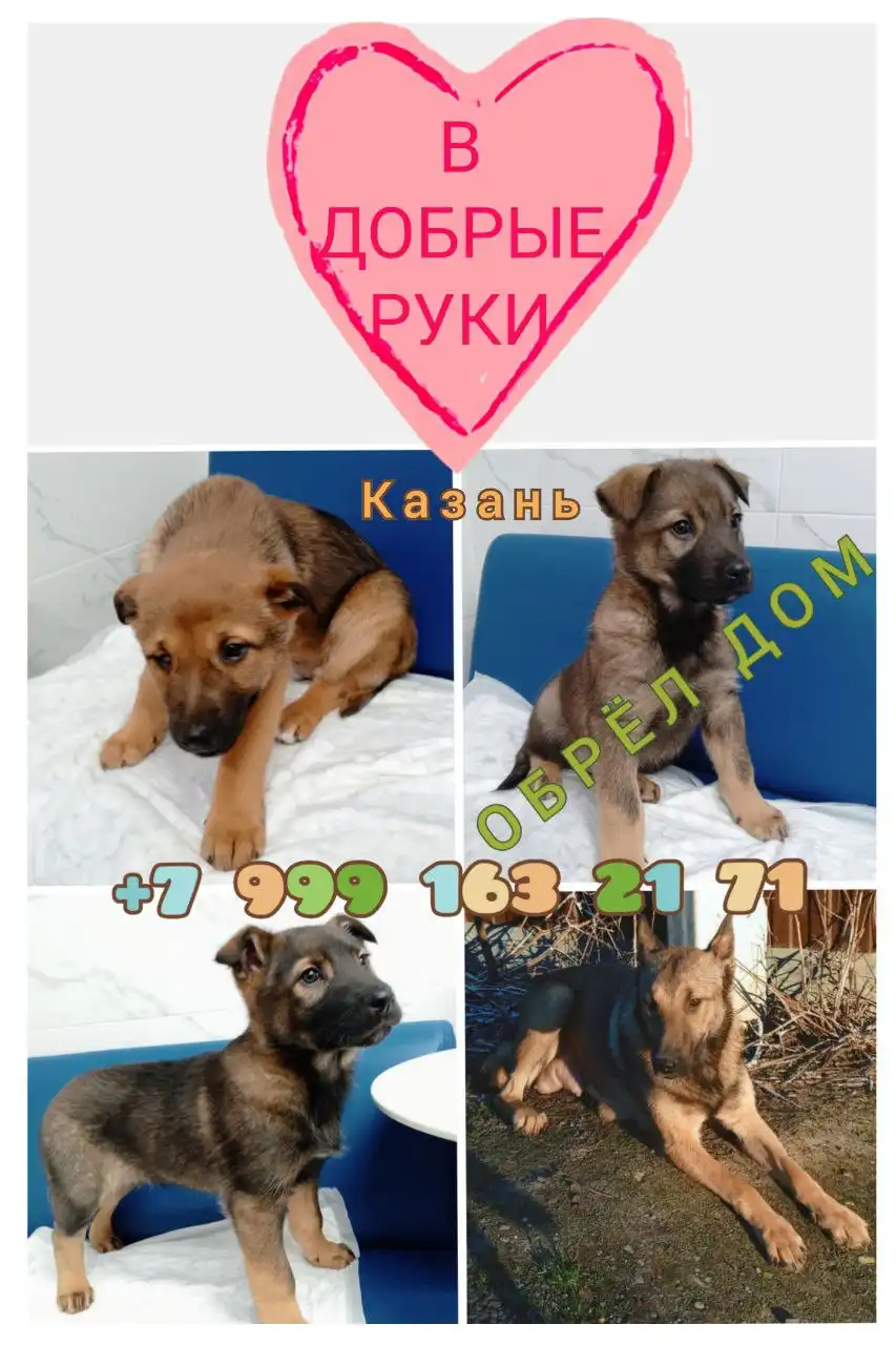 Отдаются щенки метисы бельгийской овчарки с мамой - Собаки (Животные) в Казань