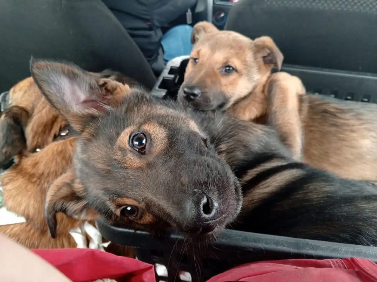 Отдаются щенки метисы бельгийской овчарки с мамой - Собаки (Животные) в Казань