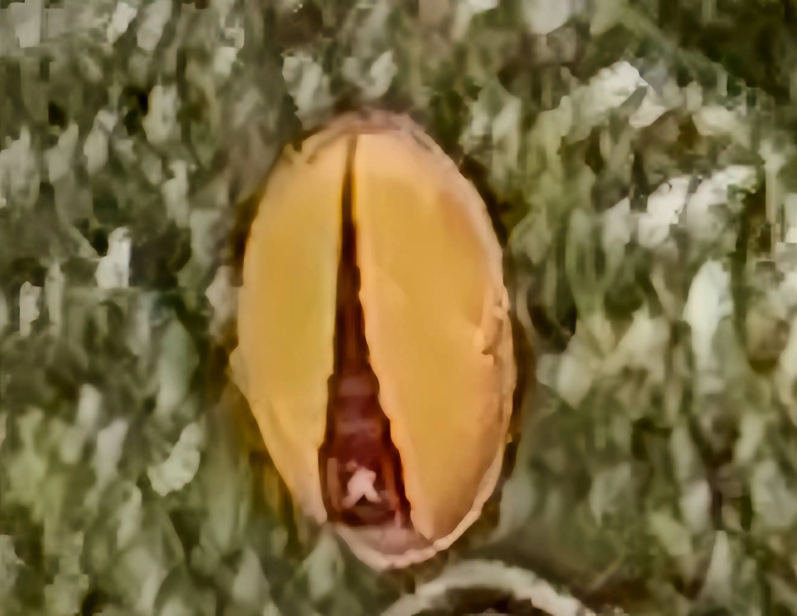 Срочный поиск значка с башней Сююмбике - Коллекционирование (Хобби и отдых) в Казань