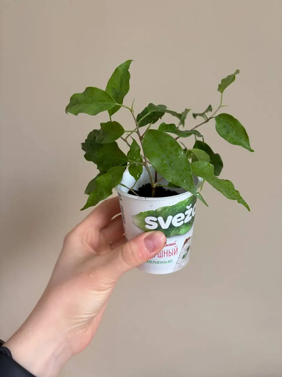 Растения комнатные - Растения комнатные (Хобби и отдых) в Казань