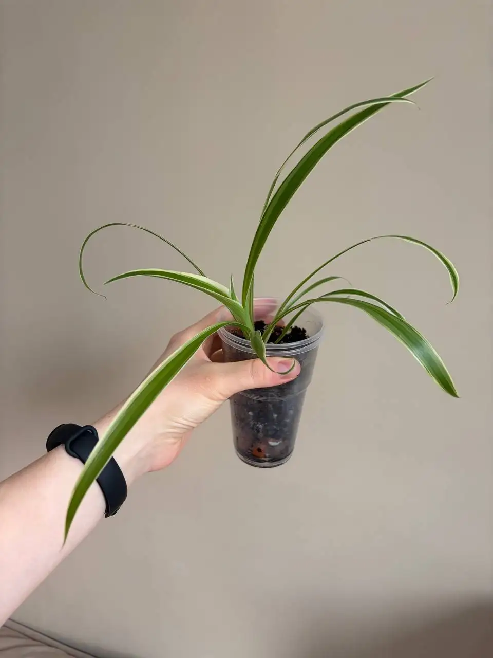 Растения комнатные - Растения комнатные (Хобби и отдых) в Казань