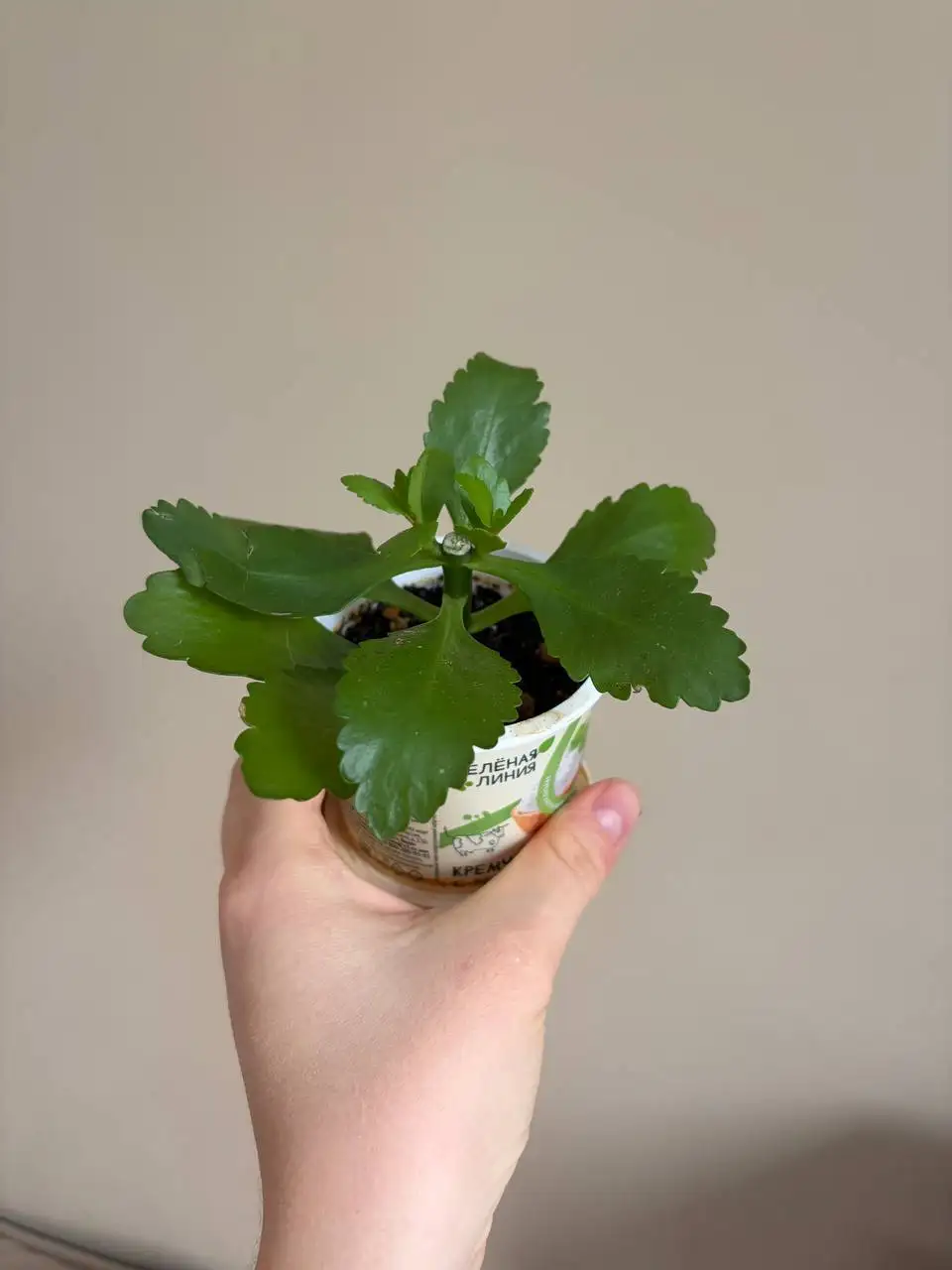 Растения комнатные - Растения комнатные (Хобби и отдых) в Казань