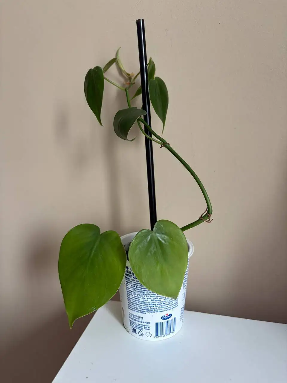 Растения комнатные - Растения комнатные (Хобби и отдых) в Казань