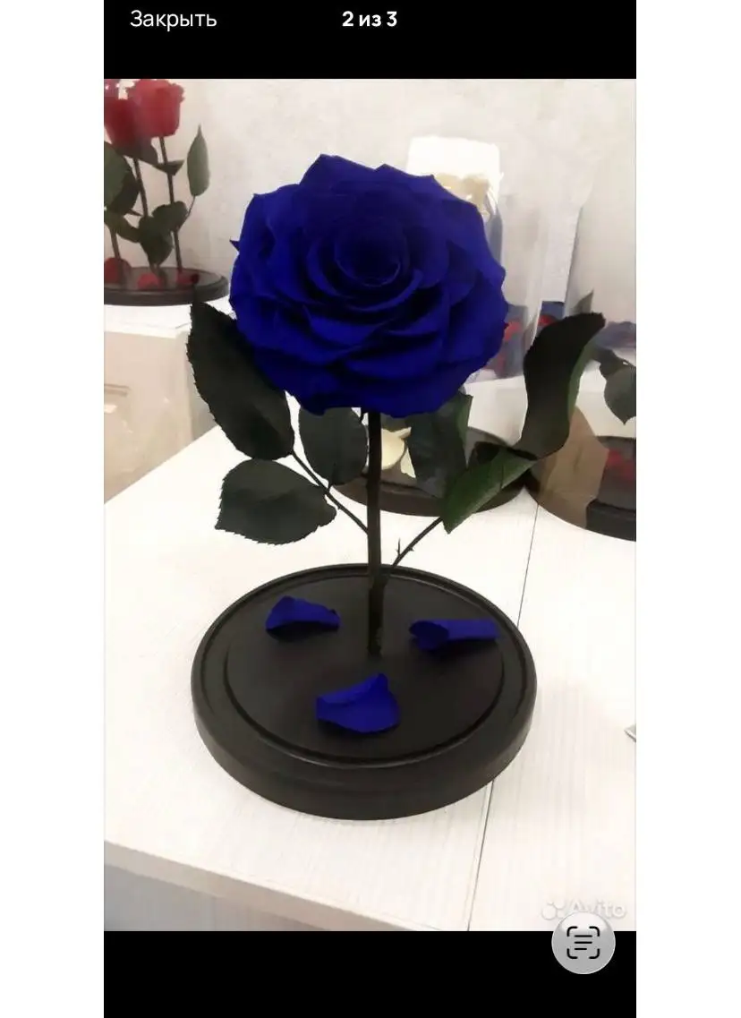 Живые стабилизированные розы к 8 марта - Цветы (Хобби и отдых) в Казань