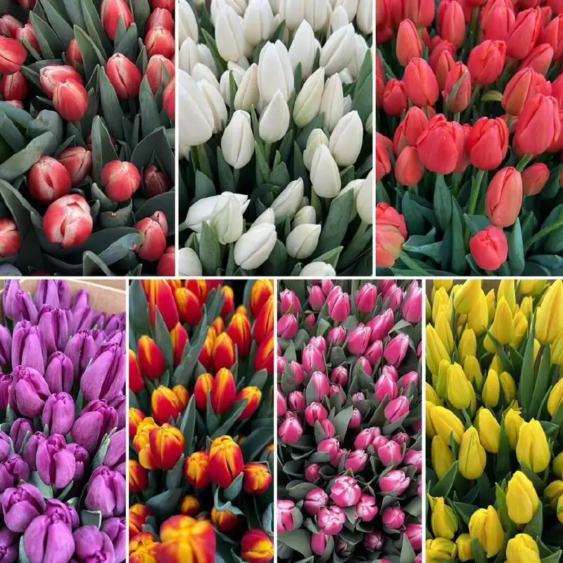 Предзаказ цветов на 8 марта - Цветы (Хобби и отдых) в Казань