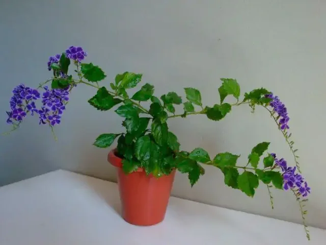 Продажа дуранты - Билеты на мероприятия в Казань