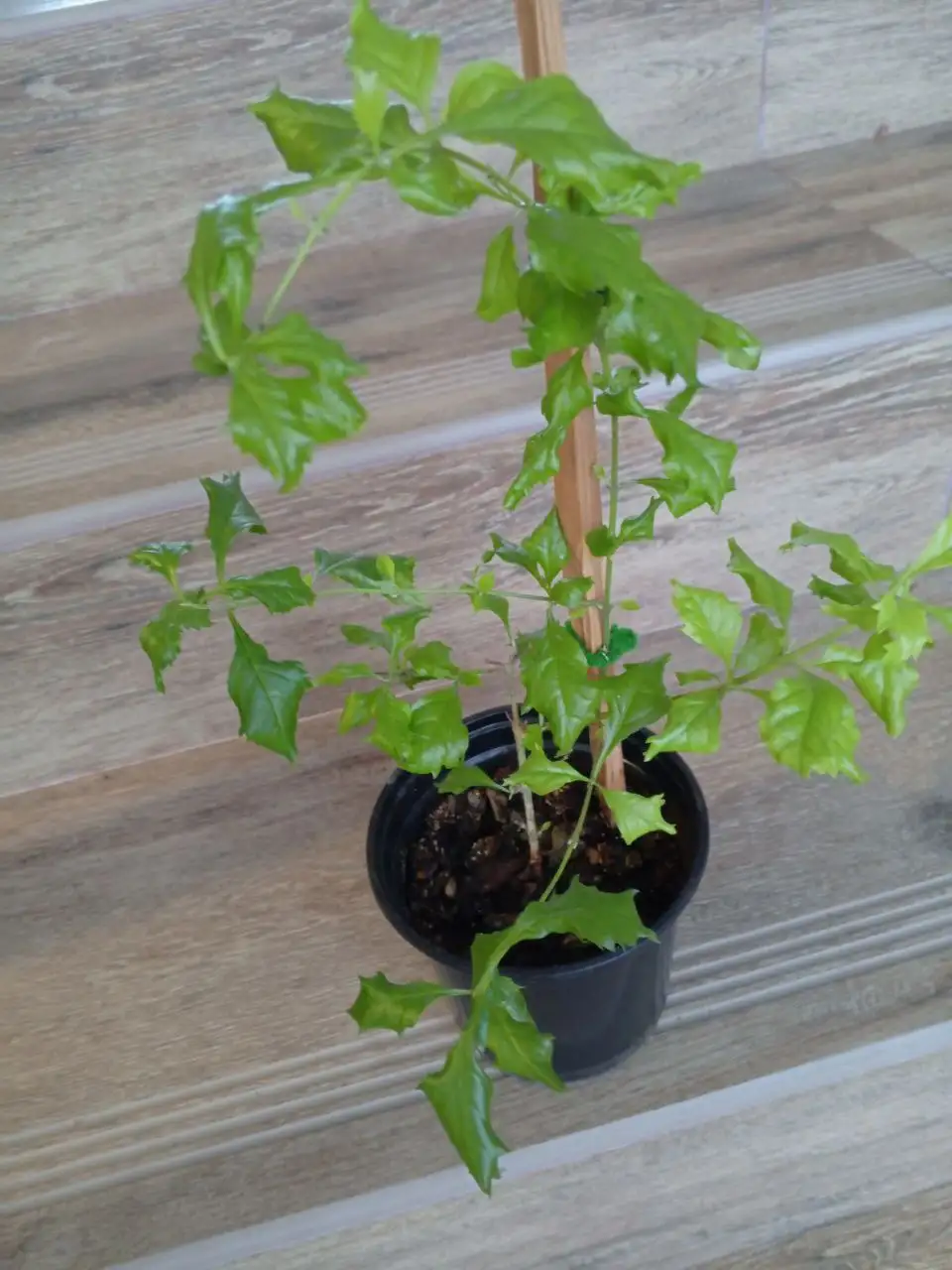 Продажа дуранты - Растения (Хобби и отдых) в Казань