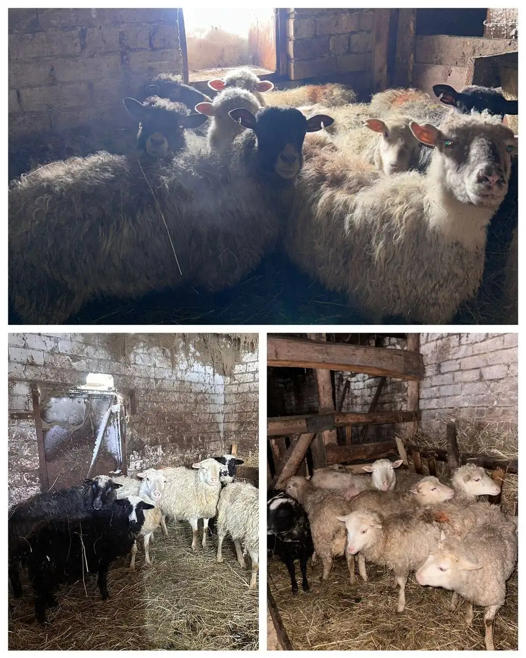 Продажа овец и баранов на разведение и Курбан с услугами - Сельскохозяйственные животные (Животные) в Казань