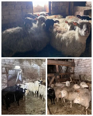 Продажа овец и баранов на разведение и Курбан с услугами - Сельскохозяйственные животные в Казань