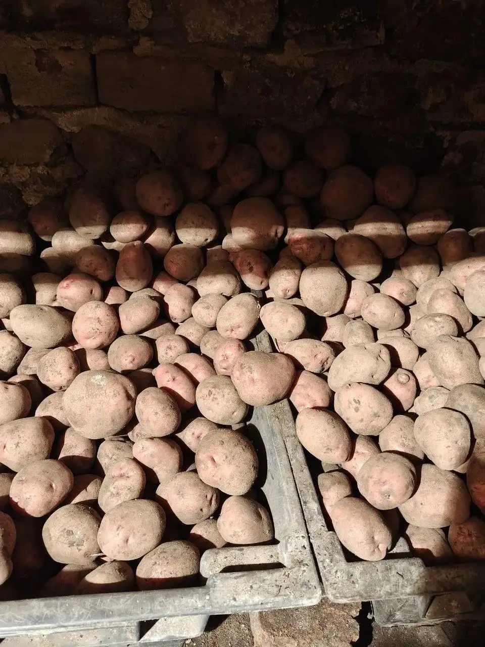 Продам домашнюю красную картошку от 10 кг - Продукты питания (Барахолка) в Казань