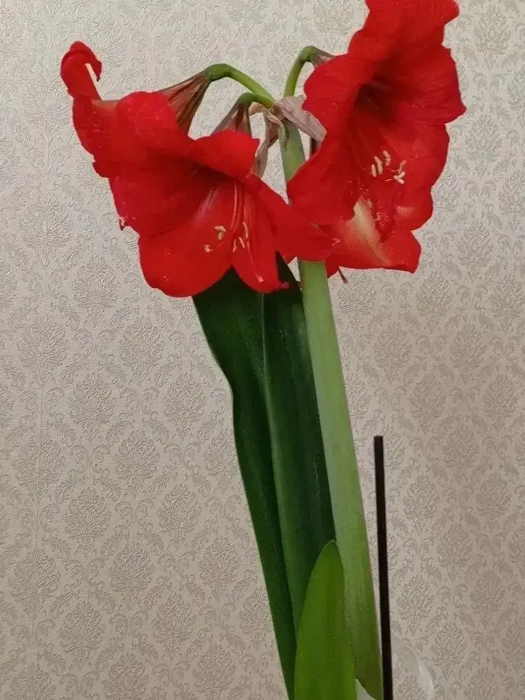 Продажа комнатных растений в Казани - Растения (Хобби и отдых) в Казань