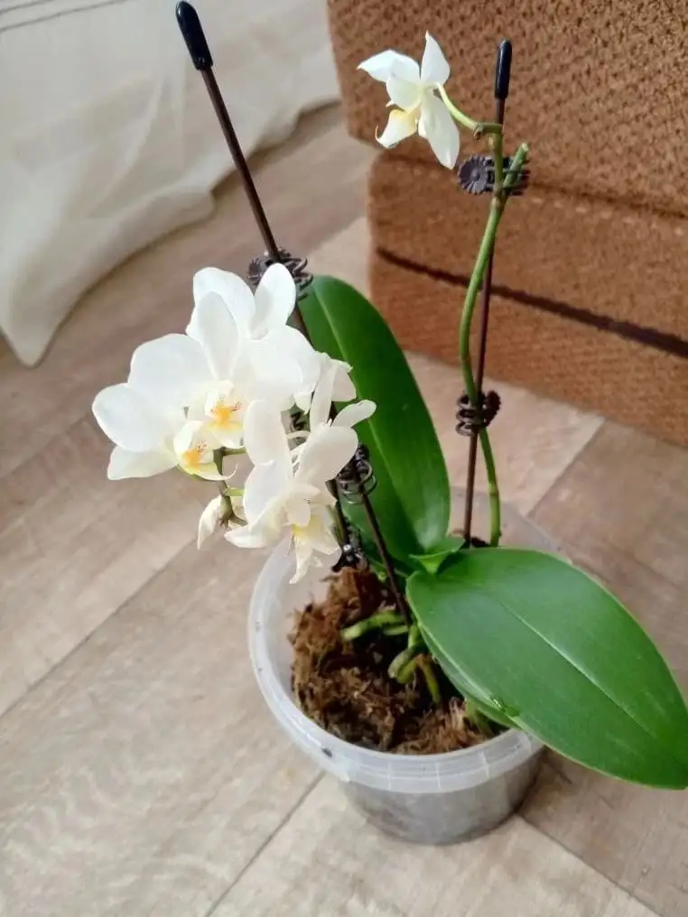 Продажа комнатных растений в Казани - Растения (Хобби и отдых) в Казань