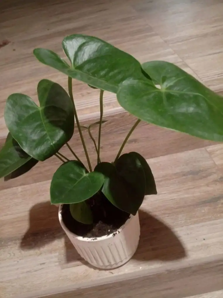 Продажа комнатных растений в Казани - Растения (Хобби и отдых) в Казань