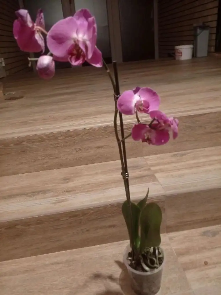 Продажа комнатных растений в Казани - Растения (Хобби и отдых) в Казань