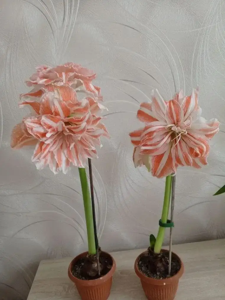 Продажа комнатных растений в Казани - Растения (Хобби и отдых) в Казань