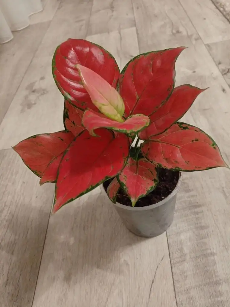 Продажа комнатных растений в Казани - Растения (Хобби и отдых) в Казань