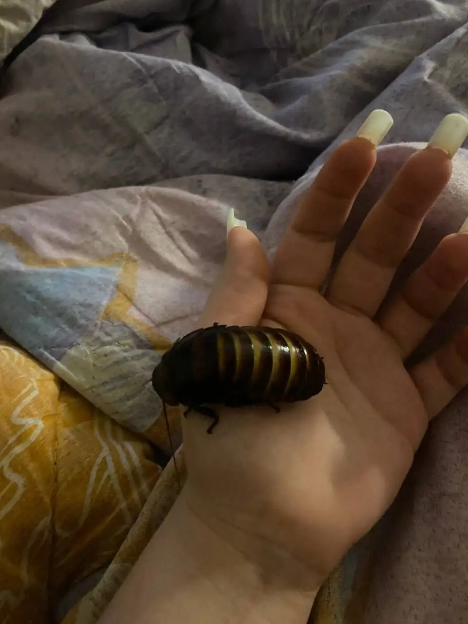 Продажа клетки, муравьиной фермы и мадагаскарских тараканов - Насекомые (Животные) в Казань