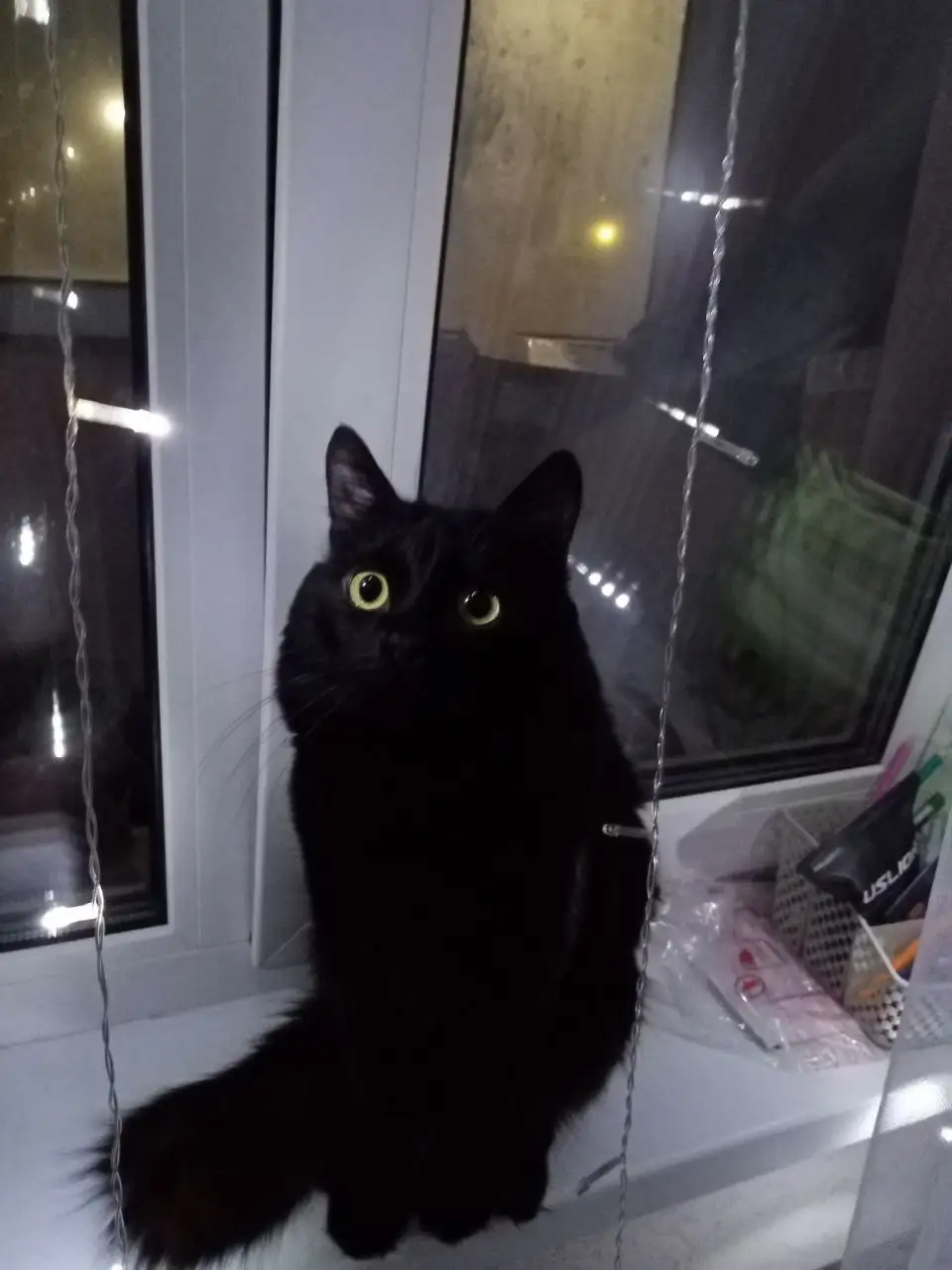 Продам кота Черныш - Кошки (Животные) в Казань