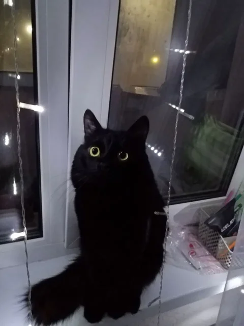 Продам кота Черныш - Кошки в Казань