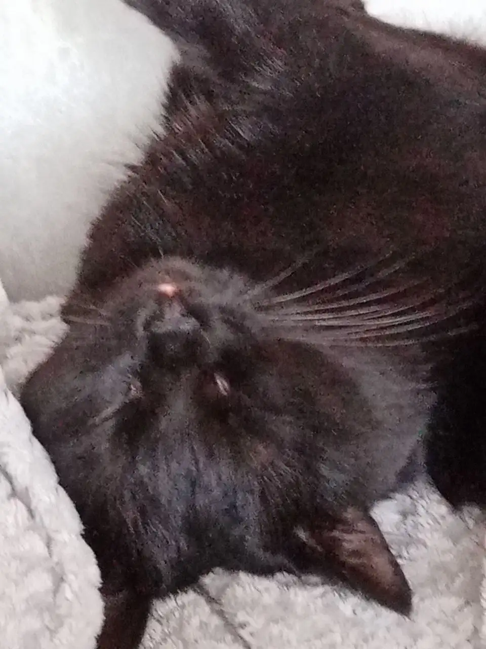 Продам кота Черныш - Кошки (Животные) в Казань