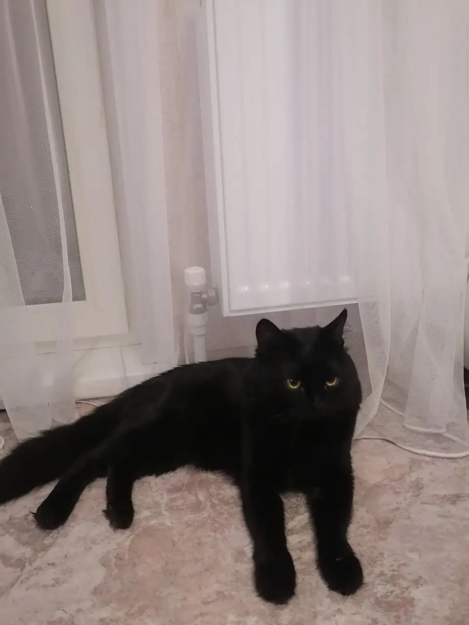 Продам кота Черныш - Кошки (Животные) в Казань