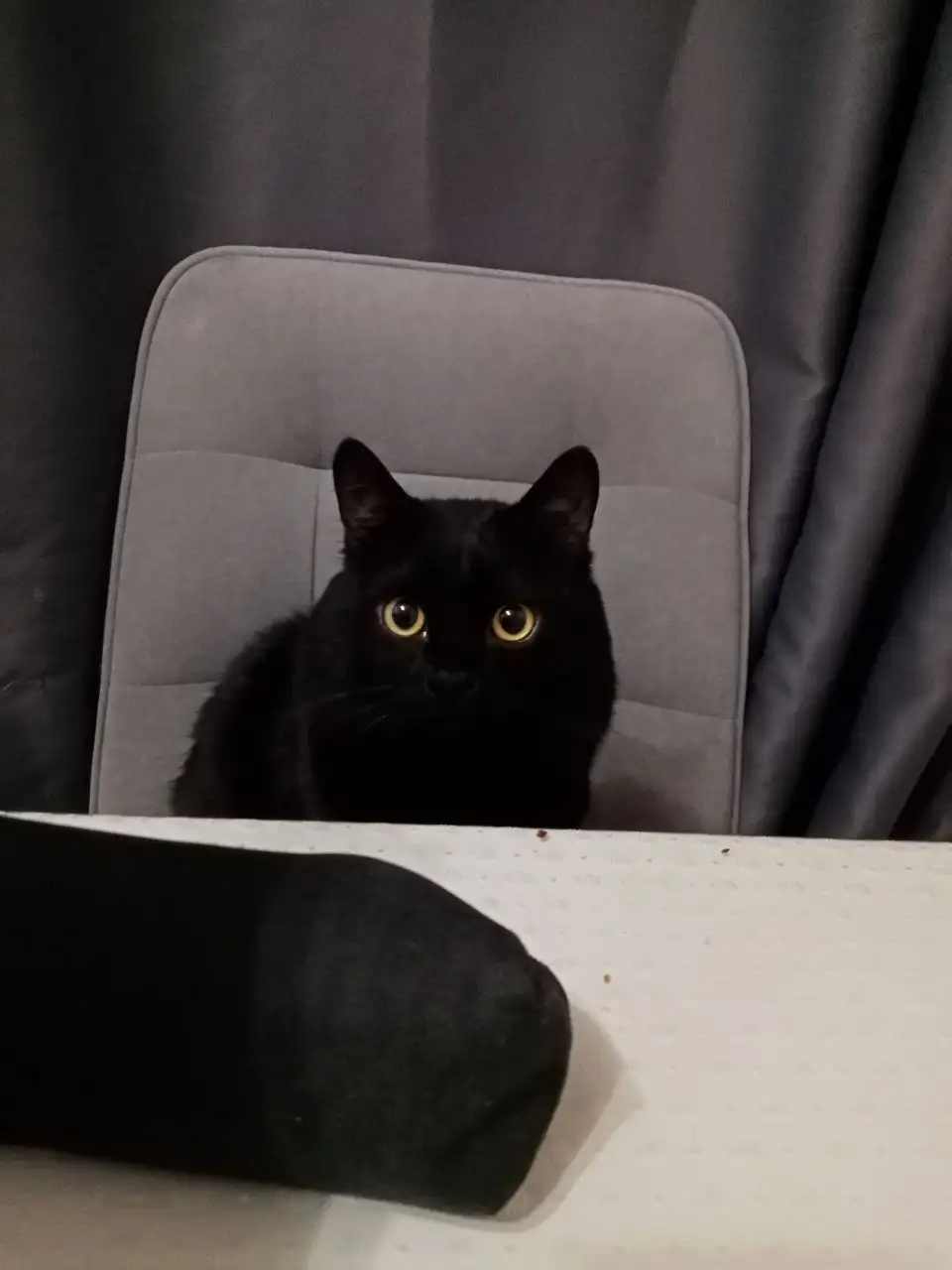 Продам кота Черныш - Кошки (Животные) в Казань