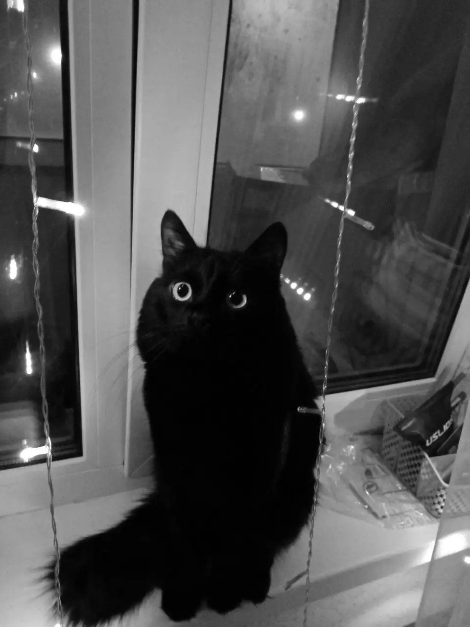 Продам кота Черныш - Кошки (Животные) в Казань