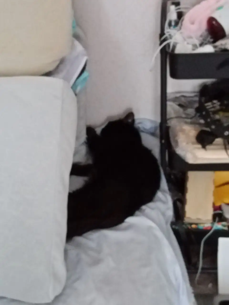 Продам кота Черныш - Кошки (Животные) в Казань