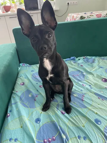 Продажа щенка французского бульдога 4 месяца - Кошки в Казань