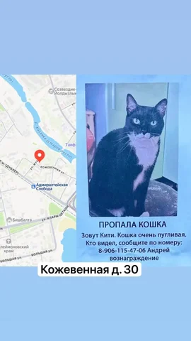 Пропала кошка в Казани - Зоотовары в Казань