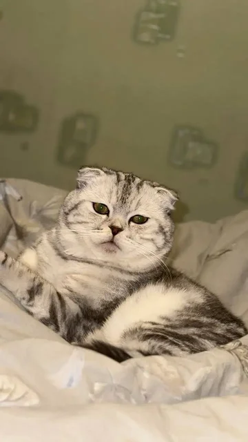 Котенок в добрые руки - частное объявление в Казань