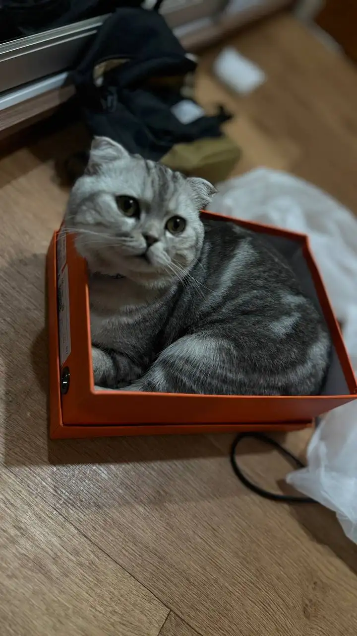 Котенок в добрые руки - Кошки (Животные) в Казань