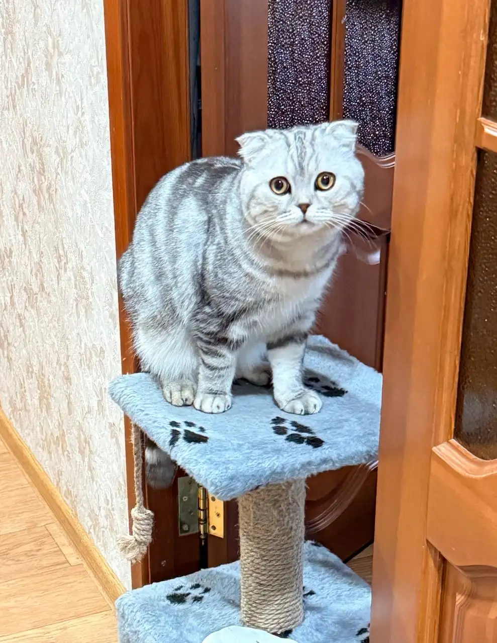 Котенок в добрые руки - Кошки (Животные) в Казань