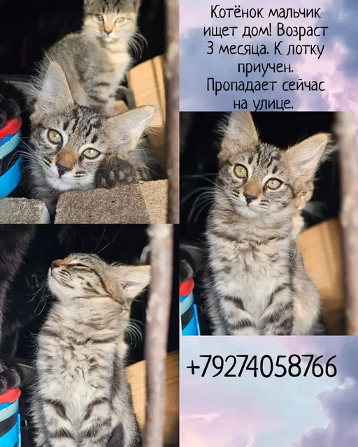 Котята девочки и мальчики ищут дом - частное объявление в Казань