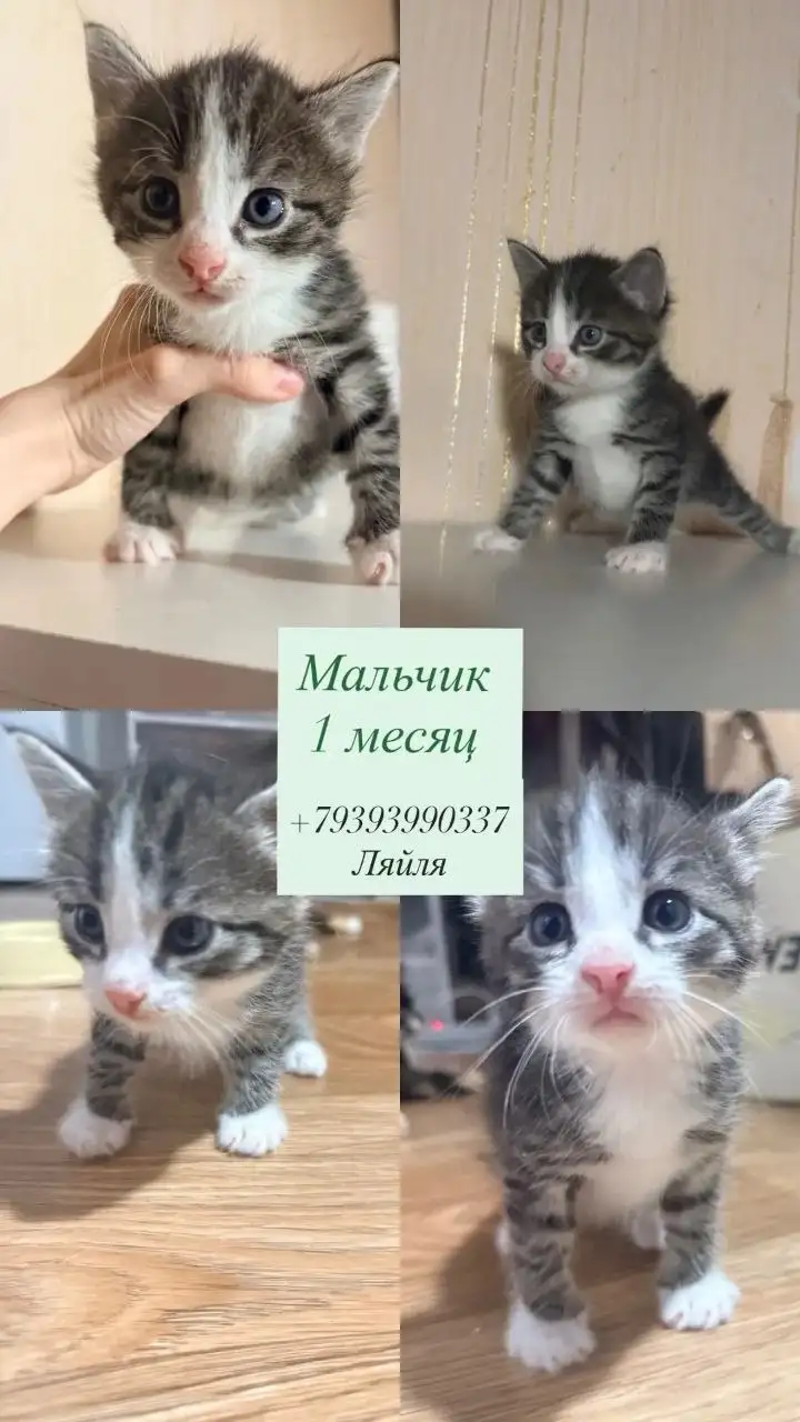 Котята девочки и мальчики ищут дом - Кошки (Животные) в Казань