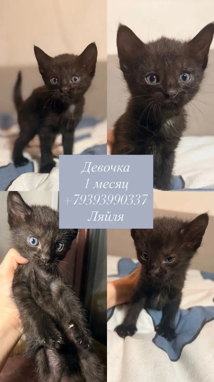 Котята девочки и мальчики ищут дом - Кошки (Животные) в Казань