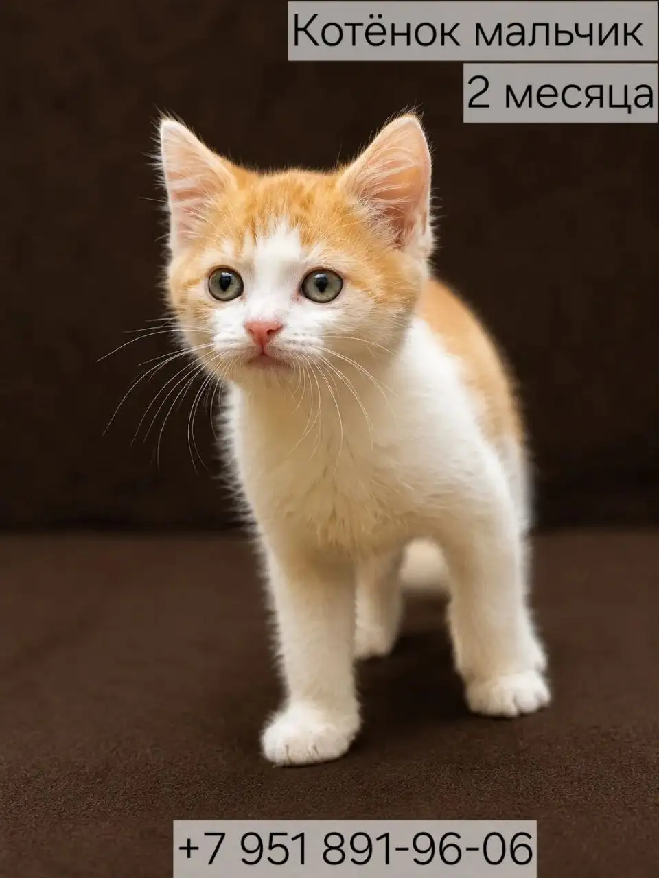Котенок мальчик 2 месяца ищет дом - Животные в Казань