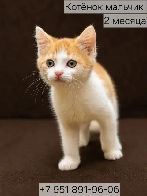Котенок мальчик 2 месяца ищет дом - Животные в Казань