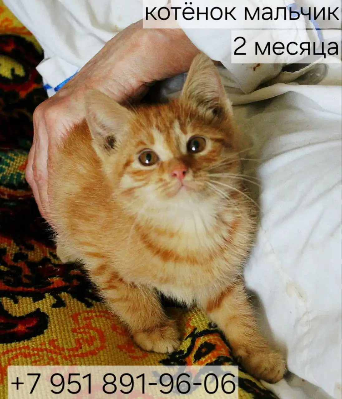 Котенок мальчик 2 месяца ищет дом - Животные в Казань