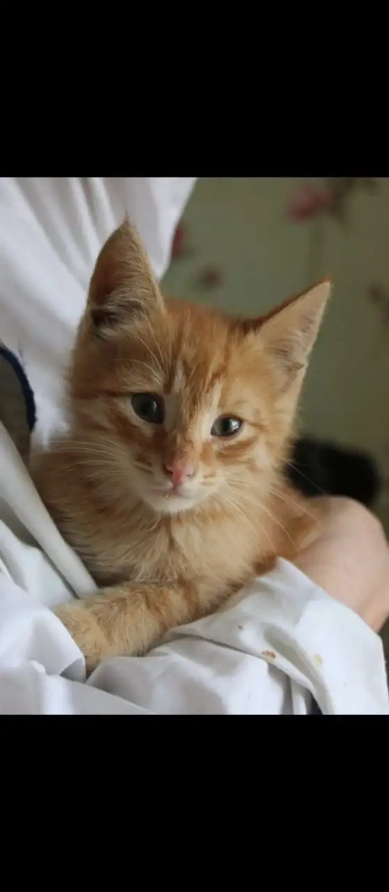 Котенок мальчик 2 месяца ищет дом - Животные в Казань