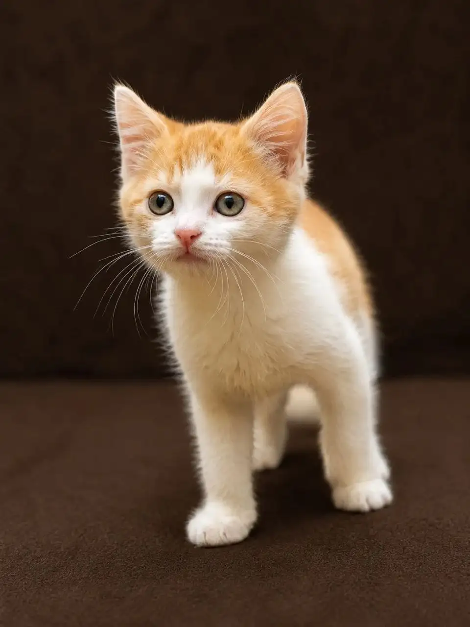 Котенок мальчик 2 месяца ищет дом - Животные в Казань