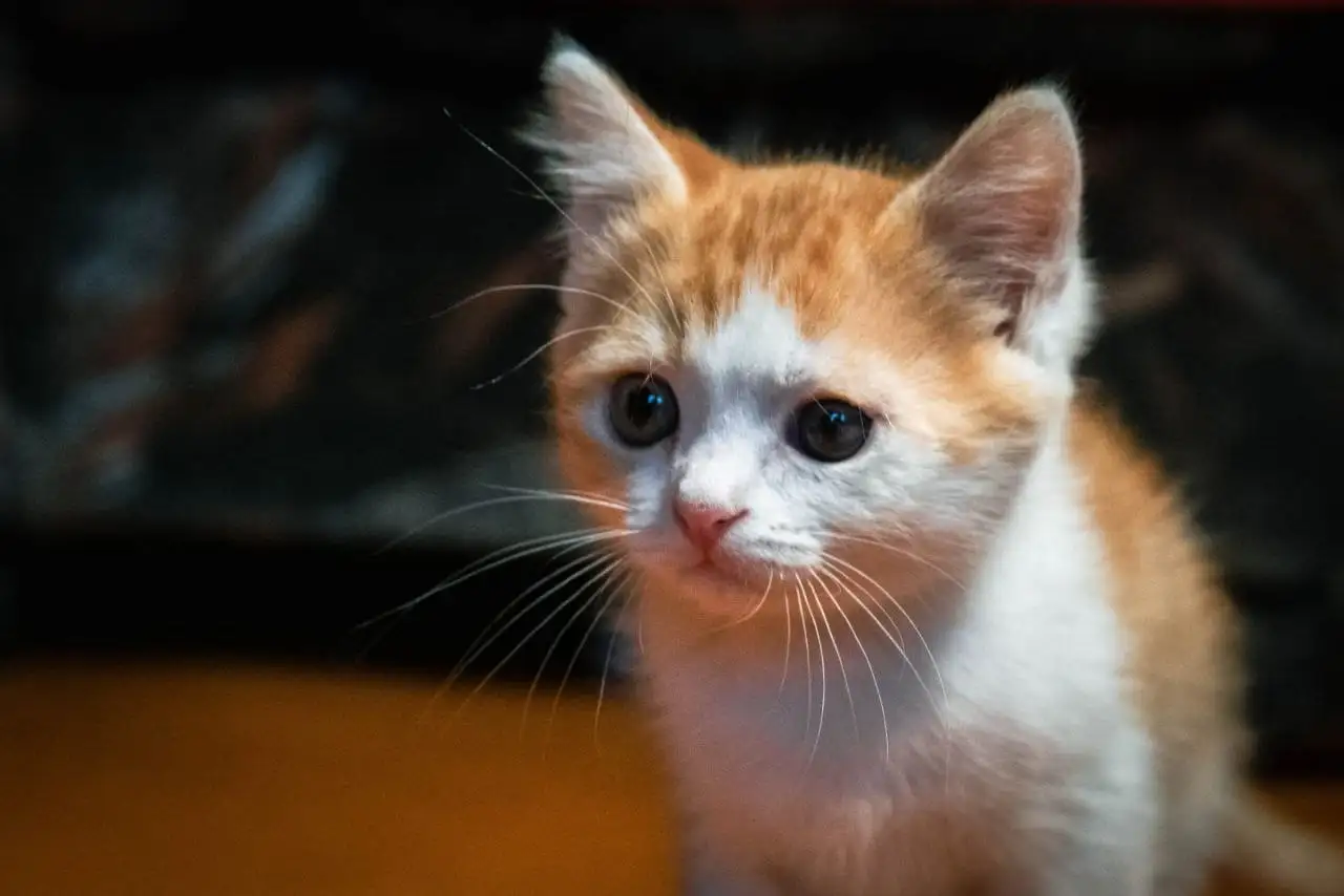 Котенок мальчик 2 месяца ищет дом - Животные в Казань