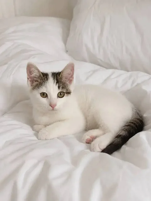Котята в добрые руки - Животные в Казань